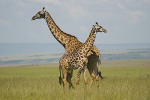 giraffes-in-masai-mara