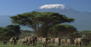 Mara/Nakuru/Naivasha/Amboseli/Tsavo - 9 days