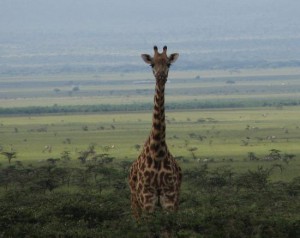6 days Mara, Nakuru & Amboseli