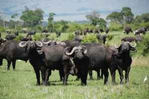 buffalo-in-masai-mara