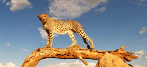 cheeta-masai-mara-kenya