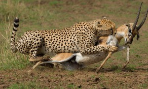 cheetah-kill-in-masai-mara