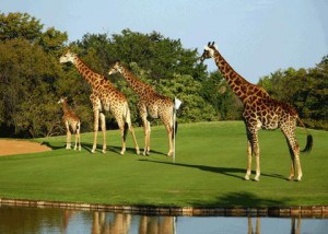 giraffes-on-golf course-kenya