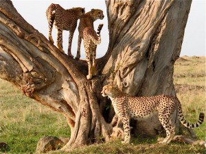 kenya-cheetah