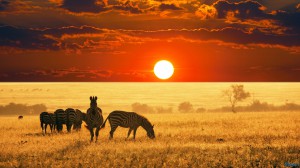 Mara/nakuru/Naivasha/Samburu - 8 days safari