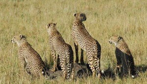 Masai Mara/ Nakuru/ Samburu safari - 6 days