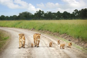 lion-family-masai-mara-kenya