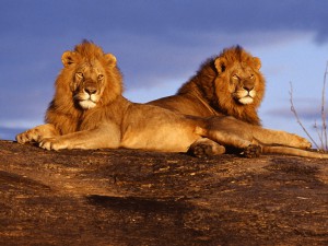 lions-in-masai-mara