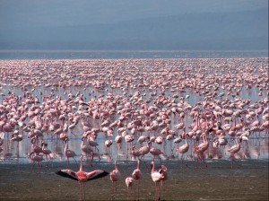 6 days Mara/Nakuru/Bogoria/Aberdare/Baringo