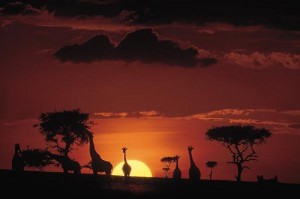 5 Days Amboseli & Tsavo safaris
