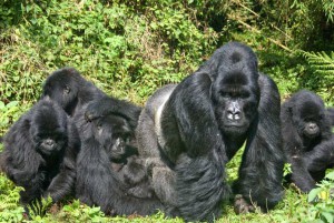 mountain-gorillas-in-uganda