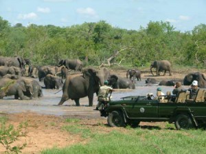 safari-in-south-africa
