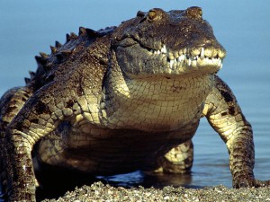 turkana-crocodile
