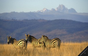 8 days Samburu/Aberdares/Nakuru/Masai Mara
